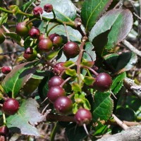 Gaultheria fragrantissima Wall.